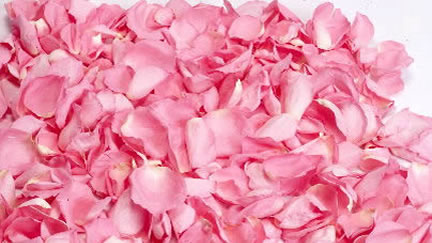 Preserved Rose Petals